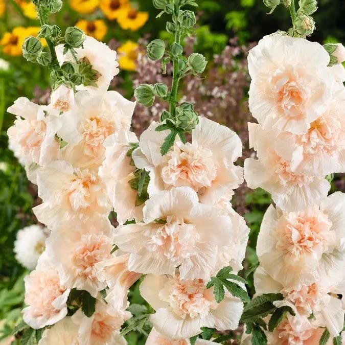 Hollyhock Plant Seeds