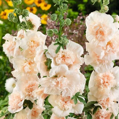 Hollyhock Plant Seeds