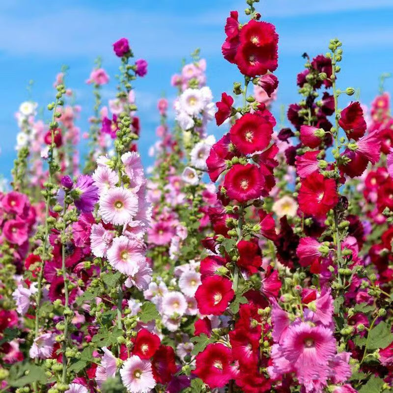 Hollyhock Plant Seeds