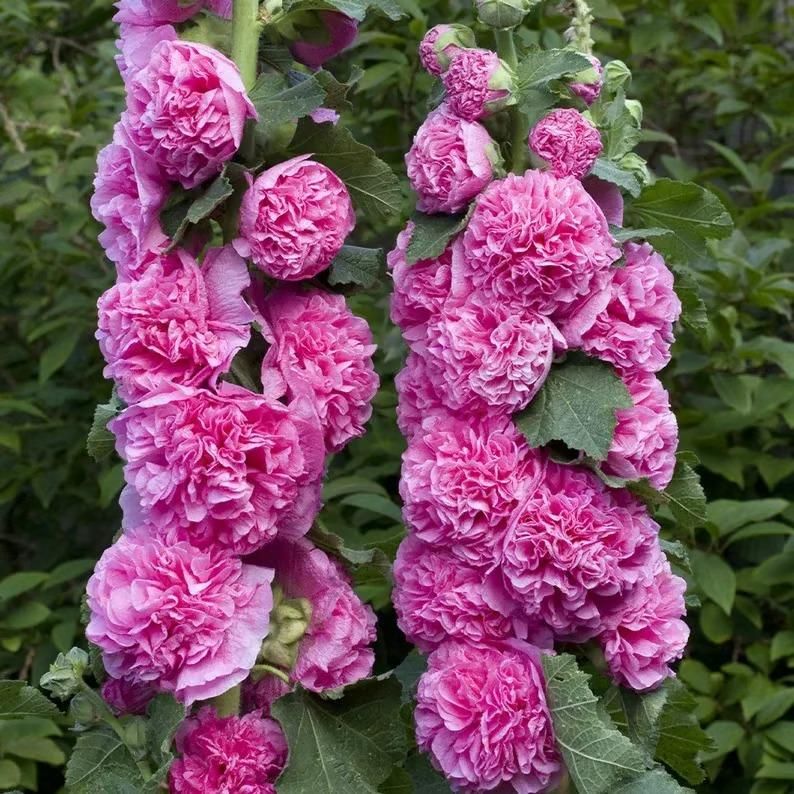 Hollyhock Plant Seeds